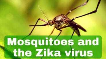 Zika Virus on Nevis Island