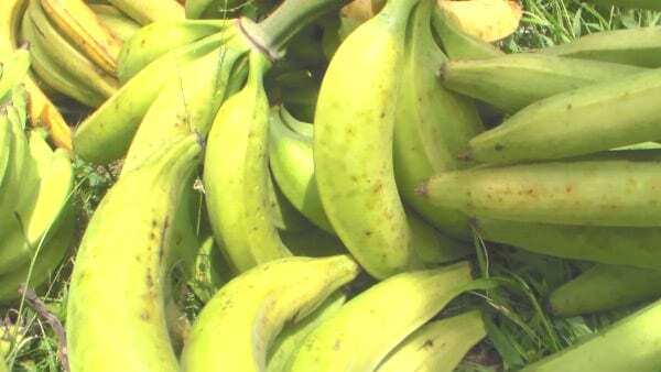 Plantains Ingredient For Restaurant Week