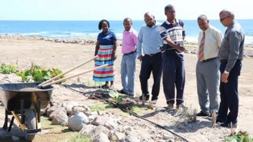 New River reforestation project - Nevis