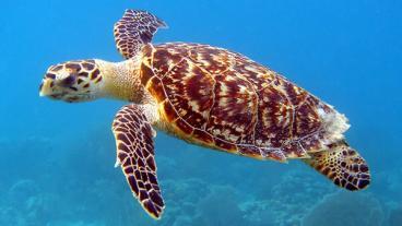 Hawksbill Sea Turtle - Nevis