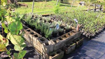 Nursery For Plant Propagation - Nevis Island