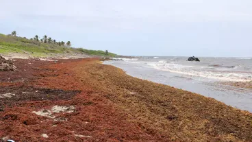 Sargassum Seaweed Fouling Nevis Beaches