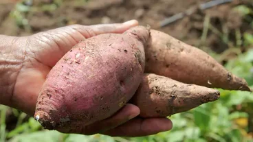 Food Production - Nevis Sweet Potatoes