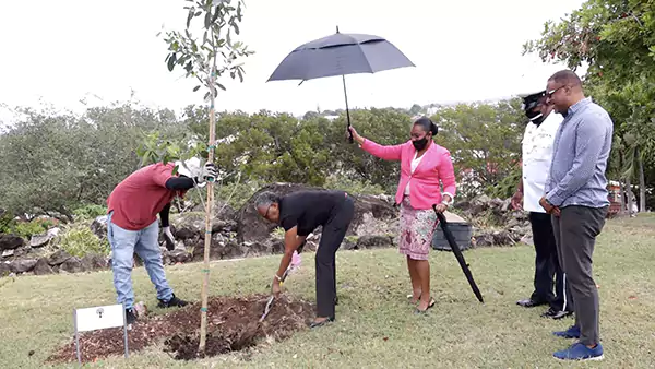 Tree Planted For Commonwealth Day