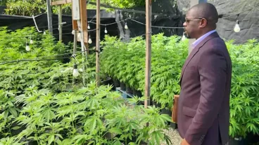 Cannabis Farm On St Kitts Nevis