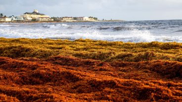 Seaweed covers the shore in Frigate Bay St Kitts and Nevis