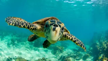 St Kitts and Nevis commemorates Sea Turtle Week 2023