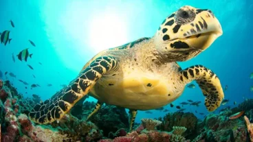 Sea Turtle Conservation At Four Seasons Resort Nevis