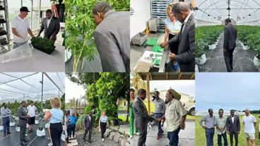 St Kitts and Nevis PM Terrance Drew tours Cannabis Farm in St Vincent.