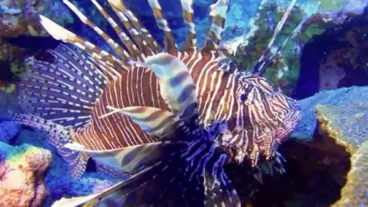 The Lionfish is an invasive species that is eating up small fish in the Caribbean