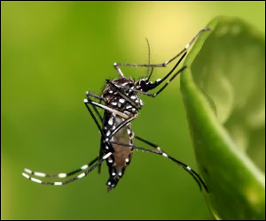 The Aedes Aegypti Mosquito The Aedes Aegypti Mosquito