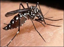 Aedes Aegypti Mosquito 