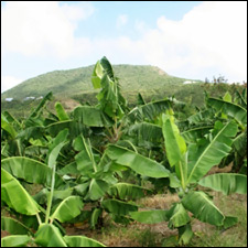 Nevis Agriculture