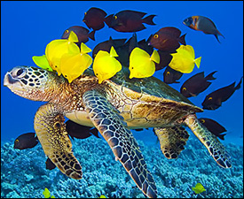 A Caribbean Green Sea Turtle