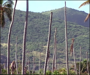 Decimated Coconut Trees In St. Kitts Decimated Coconut Trees In St. Kitts
