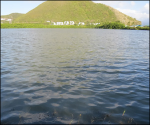 Frigate Bay Salt Pond