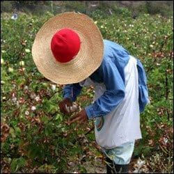 Nevisian Harvesting Sea Cotton In Nevis