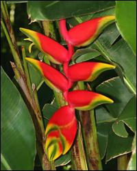 Lobster Claw or False Bird of Paradise Flower