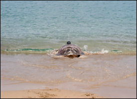 Hibiscus The Hawksbill Turtle Heads Out To Sea