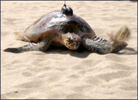 Hibiscus The Hawksbill Turtle With Transponder