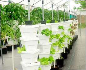 Hydroponics Farm on St. Kitts