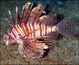 Lionfish