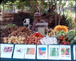 Locally Grown Fruits and Vegetables For Sale