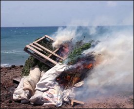 Marijuana Plants Burn On Nevis Beach