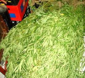 Marijuana Plants Uprooted In St. Kitts - Nevis