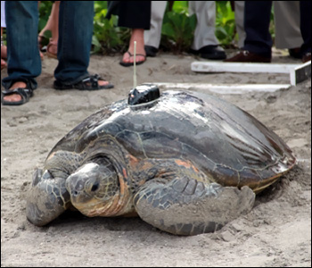 Neve - Sea Turtle On Nevis