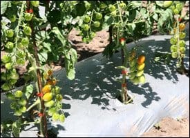 Cherry Tomato Crop In Nevis