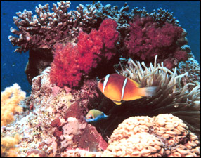 Caribbean Coral Reef Formation