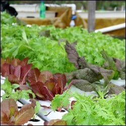 Nevis Hydroponic Farm