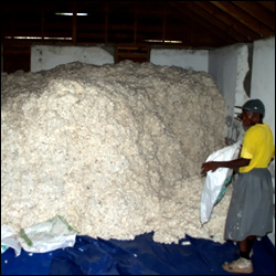 Sea Cotton From The Island Of Nevis