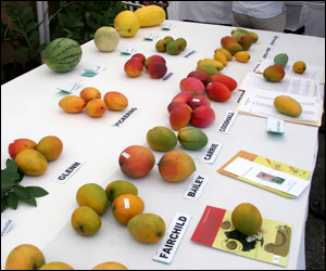 Varieties of Nevis Mangoes Varieties of Nevis Mangoes