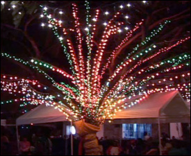 Nevis' National Christmas Tree - 2010