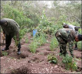 Nevis Police Uproot Marijuana Plants