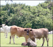 Happy Cows Come From Nevis