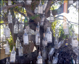 Rum Bottles Hanging From A Tree In St. Kitts