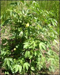 Growing Sea Cotton Plants In Nevis