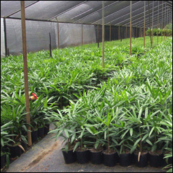 A Typical Shade House