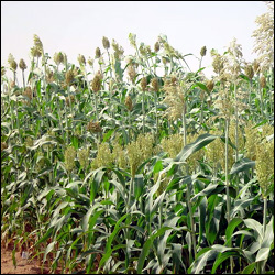 A Field of Sorghum Plants
