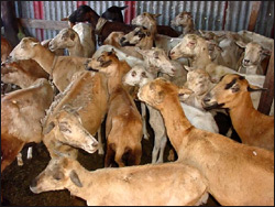 Goat Pen in Saint Kitts