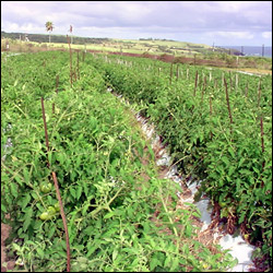 Tomatoe Farm In Saint Kitts - Nevis