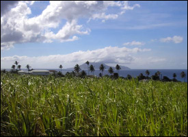 St. Kitts Sugar Cane Field