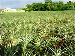 St. Kitts - Nevis Pineapple Farm