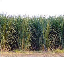 Sugar Can Field - St. Kitts - Nevis