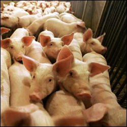 Swine Flu Transmitted From Pigs